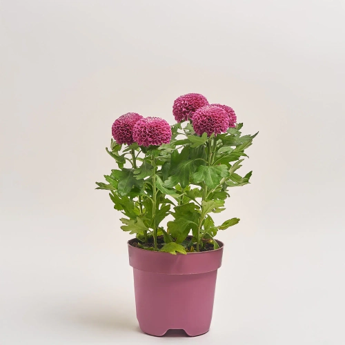 Зображення товару Хризантема Еббі мікс, артикул: 38549