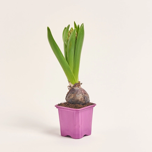 Зображення товару Гіацинт Орієнтал мікс, артикул: 56722