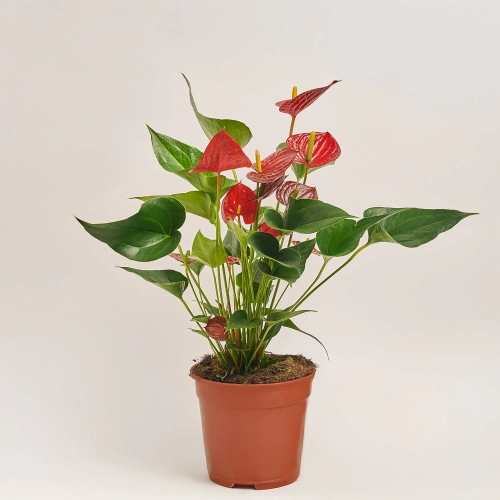 Зображення товару Антуріум Каріно Пуро, артикул: 54152