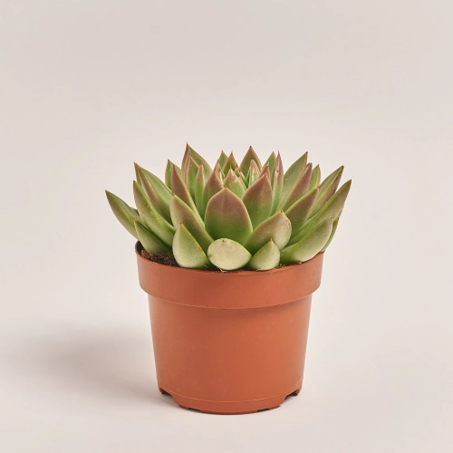 Зображення товару Сукулент мікс, артикул: 2084