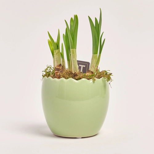 Нарцис Тет-а-Тет в кер., артикул: 45992 Зображення товару Нарцис Тет-а-Тет в кер., артикул: 45992