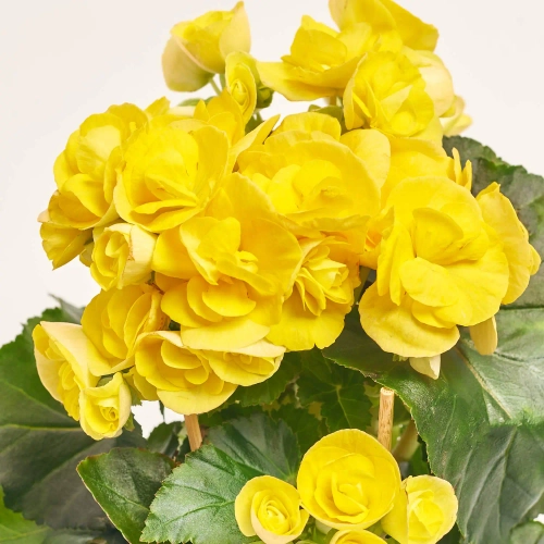 Зображення товару Бегонія мікс, артикул: 18662