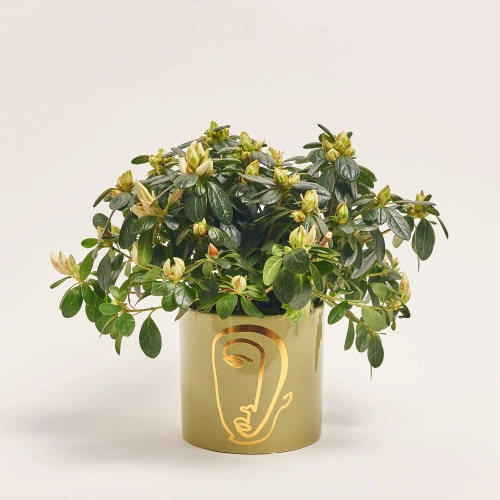 Азалія мікс в кашпо, артикул: 53757 Зображення товару Азалія мікс в кашпо, артикул: 53757