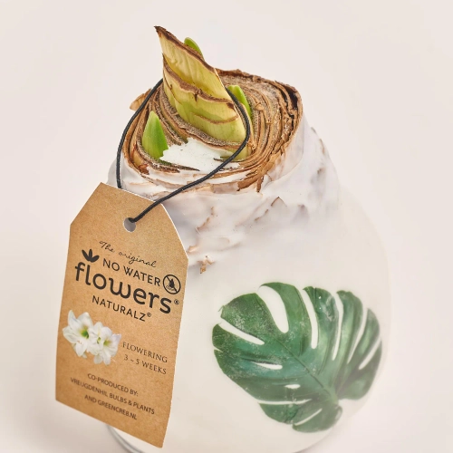 Амариліс "Ботанікал мікс" у воску, артикул: 52674 Зображення товару Амариліс "Ботанікал мікс" у воску, артикул: 52674