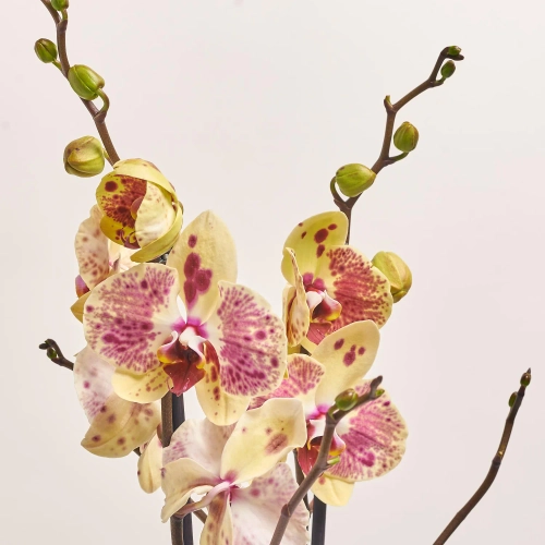 Фаленопсис 2ст. мікс, артикул: 18519 Зображення товару Фаленопсис 2ст. мікс, артикул: 18519