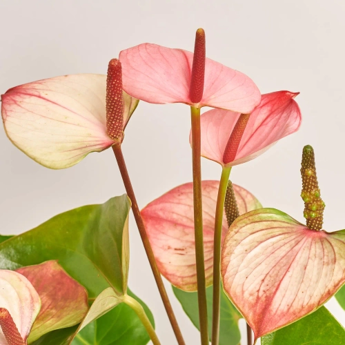 Зображення товару Антуріум Фламінго Пінк, артикул: 57314