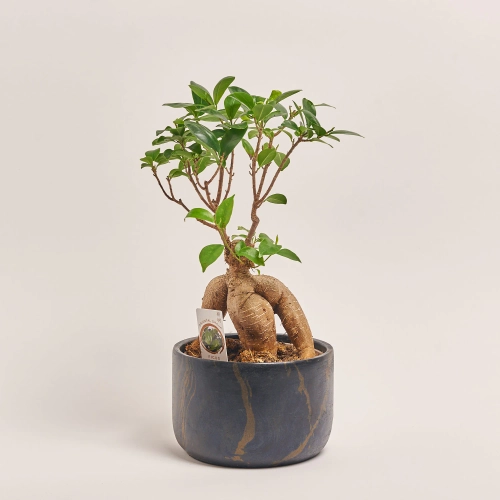 Зображення товару Фікус мікрокарпа Гінсенг в кер., артикул: 30603