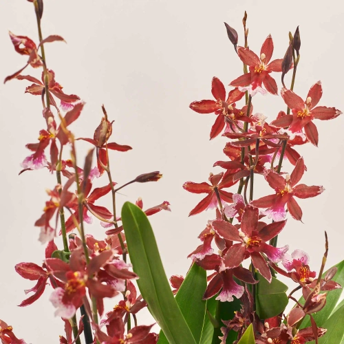 Зображення товару Буррагера Барокко Ред, артикул: 30078