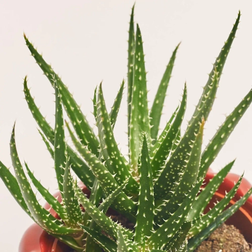 Зображення товару Сукулент мікс "Малинка", артикул: 37157