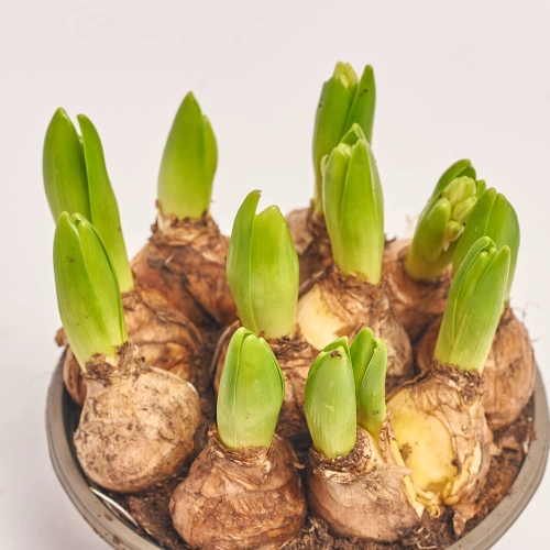 Гіацинт мікс, артикул: 45724 Зображення товару Гіацинт мікс, артикул: 45724