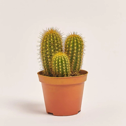 Зображення товару Кактус Рейнбов, артикул: 5912