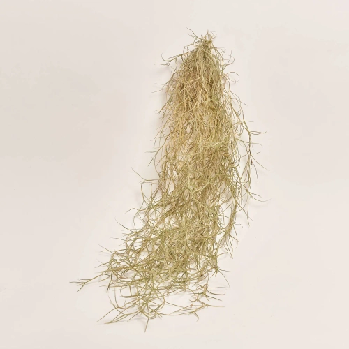 Тілландсія Усневидна, артикул: 41458 Зображення товару Тілландсія Усневидна, артикул: 41458