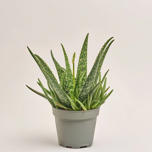 Алоє Вера, артикул: 53103 Зображення товару Алоє Вера, артикул: 53103