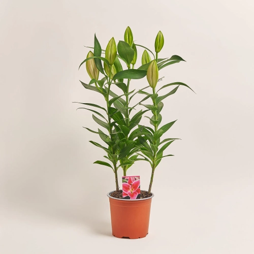 Лілія рожева, артикул: 27369 Зображення товару Лілія рожева, артикул: 27369