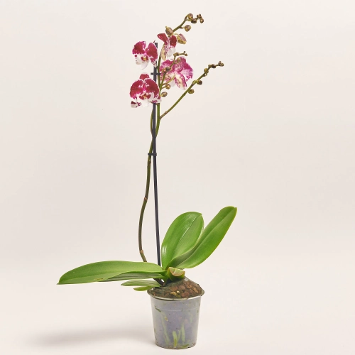 Зображення товару Фаленопсис 1ст. мікс, артикул: 17941