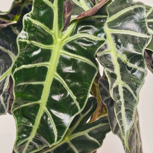 Алоказія Поллі 2ст., артикул: 50050 Зображення товару Алоказія Поллі 2ст., артикул: 50050