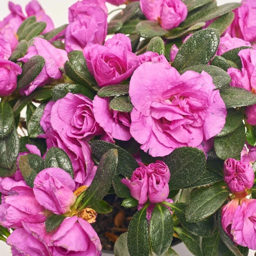 Зображення товару Азалія Осталет, артикул: 23761