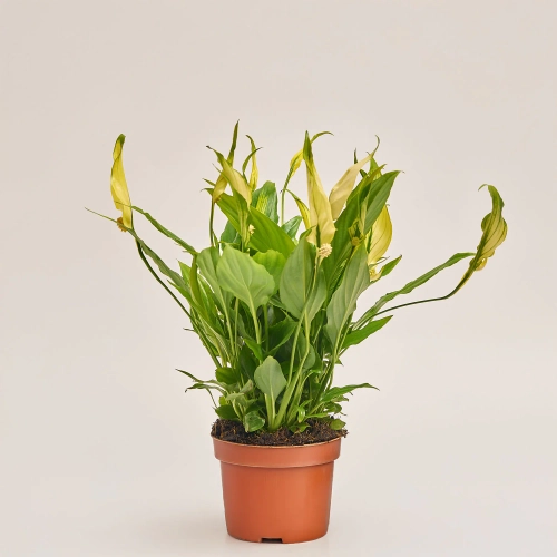 Спатифіллум Шопен фарб., артикул: 53831 Зображення товару Спатифіллум Шопен фарб., артикул: 53831