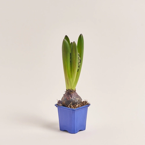 Зображення товару Гіацинт мікс, артикул: 23749