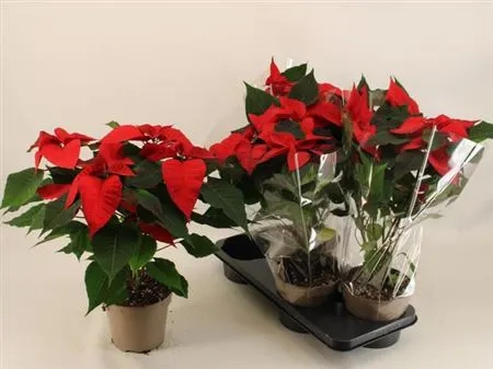 Пуансетія Крісмас Ред штамб., артикул: 54506 Зображення товару Пуансетія Крісмас Ред штамб., артикул: 54506