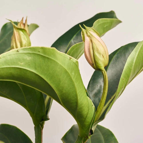 Зображення товару Медініла Магніфіка, артикул: 52503