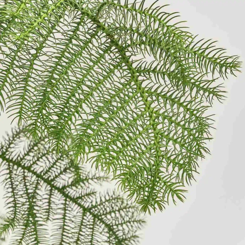 Араукарія Гетерофіла, артикул: 53751 Зображення товару Араукарія Гетерофіла, артикул: 53751