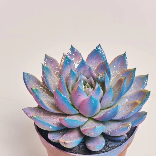 Зображення товару Ехеверія Міранда гліттер, артикул: 54998