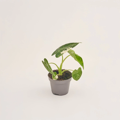 Зображення товару Алоказія Фрайдек Варієгатна, артикул: 51831