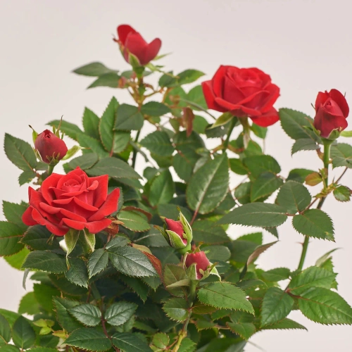 Зображення товару Троянда Кордана Мілано, артикул: 55585