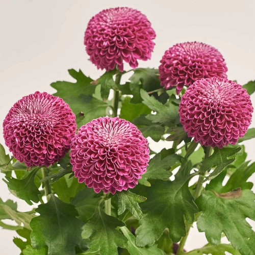 Зображення товару Хризантема Еббі мікс, артикул: 38549