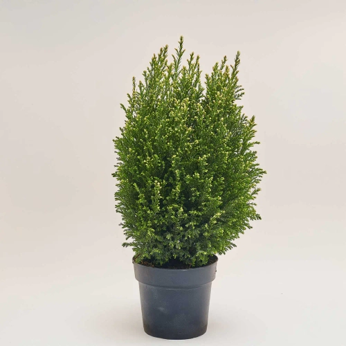 Зображення товару Кипарис Елвуді, артикул: 54046