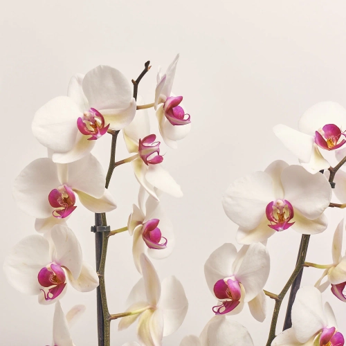 Фаленопсис 2ст. мікс, артикул: 18519 Зображення товару Фаленопсис 2ст. мікс, артикул: 18519