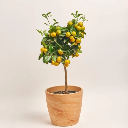 Цитрофортунелла мандарин та Кашпо Сет 509, артикул: 51835 Зображення товару Цитрофортунелла мандарин та Кашпо Сет 509, артикул: 51835