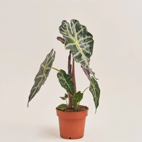 Зображення товару Алоказія Поллі, артикул: 21943