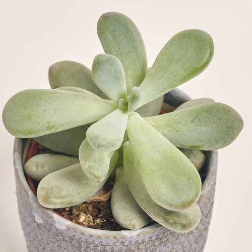 Зображення товару Сукулент мікс в кер., артикул: 51980