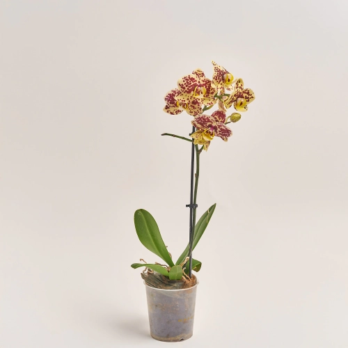 Зображення товару Фаленопсис мультифлора 1/2ст. мікс, артикул: 53124