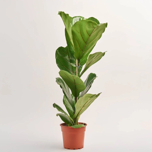 Фікус Лірата 1ст., артикул: 11431 Зображення товару Фікус Лірата 1ст., артикул: 11431