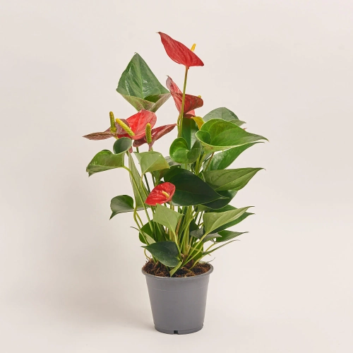 Зображення товару Антуріум Даймонд Ред, артикул: 51973