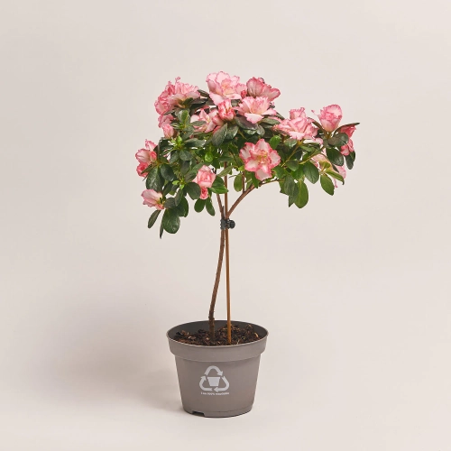 Азалія мікс штам, артикул: 24758 Зображення товару Азалія мікс штам, артикул: 24758