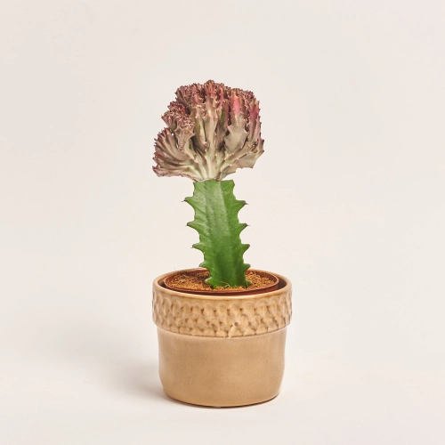 Зображення товару Еуфорбія Лактея Крістата в кер., артикул: 37586