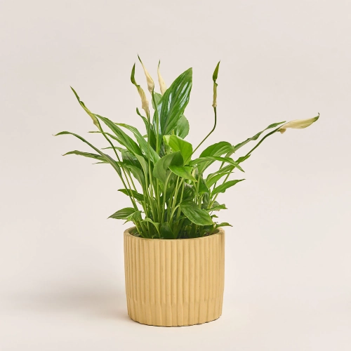 Спатифіллум Шопен в кер., артикул: 52478 Зображення товару Спатифіллум Шопен в кер., артикул: 52478