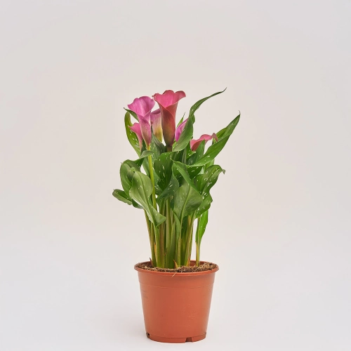 Зантедескія мікс, артикул: 28195 Зображення товару Зантедескія мікс, артикул: 28195