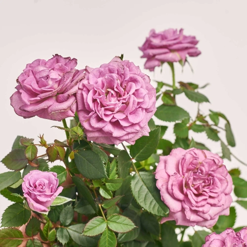 Зображення товару Троянда Кордана Ахой, артикул: 47167