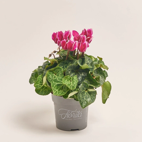 Цикламен Супер Каріно, артикул: 52986 Зображення товару Цикламен Супер Каріно, артикул: 52986