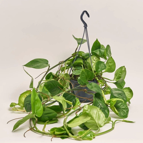 Епіпремнум Глобал Грін, артикул: 53954 Зображення товару Епіпремнум Глобал Грін, артикул: 53954