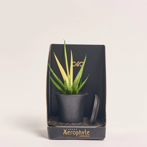 Зображення товару Сансевієрія мікс в кер., артикул: 56907