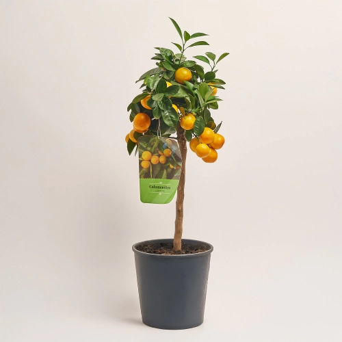 Зображення товару Цитрофортунелла мікрокарпа, артикул: 39096