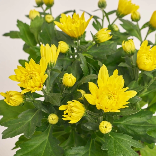 Хризантема Крістал жовта, артикул: 52841 Зображення товару Хризантема Крістал жовта, артикул: 52841