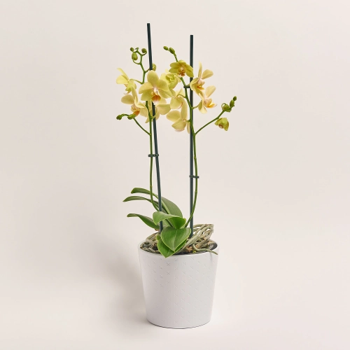 Фаленопсис мультифлора 2ст. мікс в кер., артикул: 53068 Зображення товару Фаленопсис мультифлора 2ст. мікс в кер., артикул: 53068