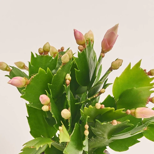 Зображення товару Шлюмбергера мікс, артикул: 25357